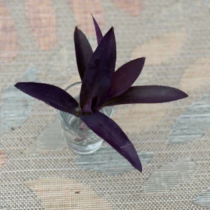 Tradescantia Nanouk Lilac Live Plant – 3 inch Nursery Pot – Indoor/Outdoor - Image 5