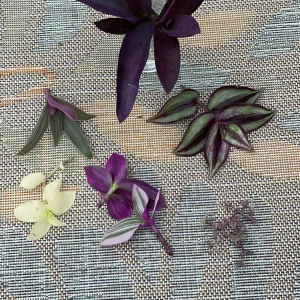 Tradescantia Nanouk Lilac Live Plant – 3 inch Nursery Pot – Indoor/Outdoor - Image 7