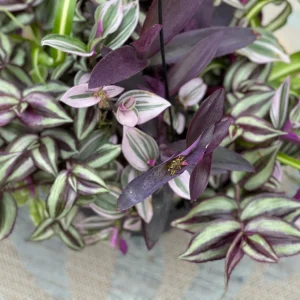 Tradescantia Nanouk Lilac Live Plant – 3 inch Nursery Pot – Indoor/Outdoor - Image 8
