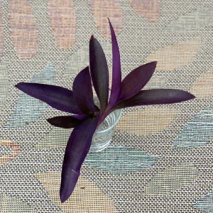 Tradescantia Nanouk Lilac Live Plant – 3 inch Nursery Pot – Indoor/Outdoor - Image 9