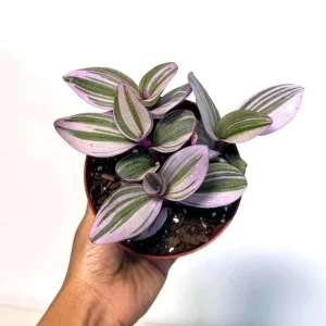 Tradescantia Nanouk Lilac Live Plant - 3 inch Pot - Easy Care Indoor Houseplant - Image 3