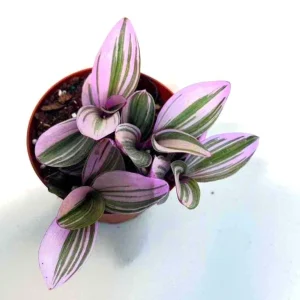 Tradescantia Nanouk Lilac Live Plant - 3 inch Pot - Easy Care Indoor Houseplant - Image 1