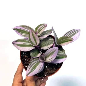 Tradescantia Nanouk Lilac Live Plant - 3 inch Pot - Easy Care Indoor Houseplant - Image 4