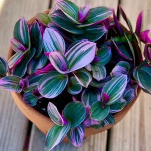 Tradescantia Nanouk Lilac Live Plant - Rare Pink Wandering Jew - Easy Care Indoor Houseplant - Image 10