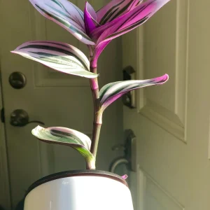 Tradescantia Nanouk Lilac Live Plant - Rare Pink Wandering Jew - Easy Care Indoor Houseplant - Image 2