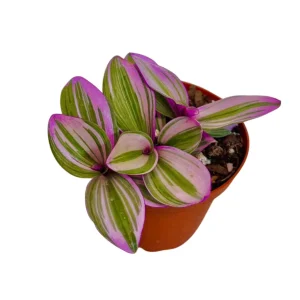 Tradescantia Nanouk Lilac Live Plant - Rare Pink Wandering Jew - Easy Care Indoor Houseplant - Image 4