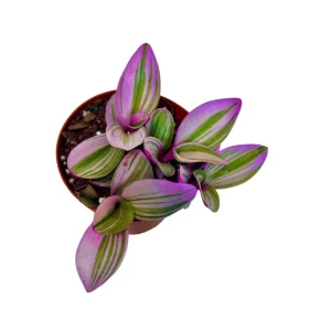 Tradescantia Nanouk Lilac Live Plant - Rare Pink Wandering Jew - Easy Care Indoor Houseplant - Image 7