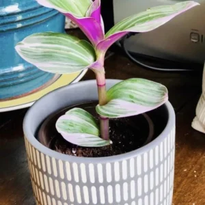 Tradescantia Nanouk Lilac Live Plant - Rare Pink Wandering Jew - Easy Care Indoor Houseplant - Image 9