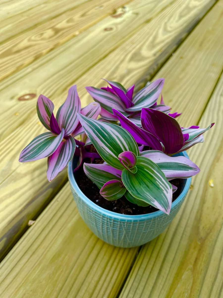 Tradescantia Nanouk Lilac Plant - Easy Care Pink Wandering Jew Live Houseplant - Image 10
