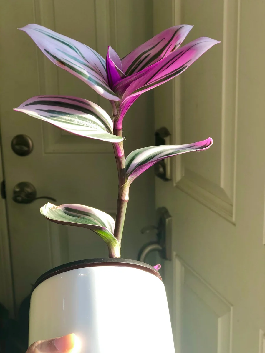 Tradescantia Nanouk Lilac Plant - Easy Care Pink Wandering Jew Live Houseplant - Image 2