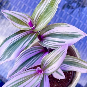 Tradescantia Nanouk Lilac Plant - Easy Care Pink Wandering Jew Live Houseplant - Image 3