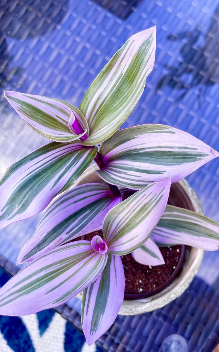 Tradescantia Nanouk Lilac Plant - Easy Care Pink Wandering Jew Live Houseplant - Image 3