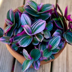 Tradescantia Nanouk Lilac Plant - Easy Care Pink Wandering Jew Live Houseplant - Image 1
