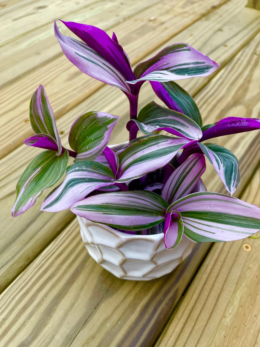 Tradescantia Nanouk Lilac Plant - Easy Care Pink Wandering Jew Live Houseplant - Image 6