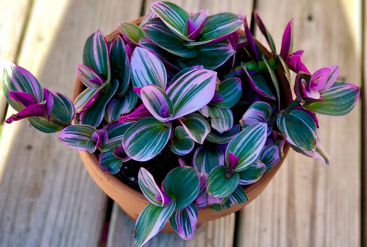 Tradescantia Nanouk Lilac Plant - Easy Care Pink Wandering Jew Live Houseplant - Image 1