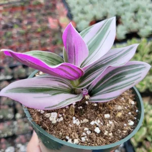 Tradescantia Nanouk Live Houseplant – Pink Wandering Jew – Potted Indoor Plant - Image 2