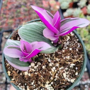 Tradescantia Nanouk Live Houseplant – Pink Wandering Jew – Potted Indoor Plant - Image 3
