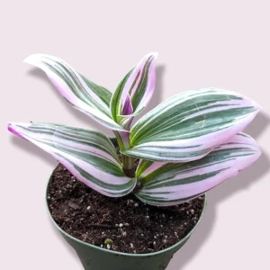 Tradescantia Nanouk Live Houseplant – Pink Wandering Jew – Potted Indoor Plant - Image 1