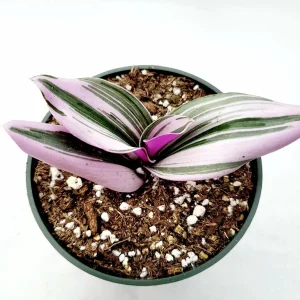 Tradescantia Nanouk Live Houseplant – Pink Wandering Jew – Potted Indoor Plant - Image 4