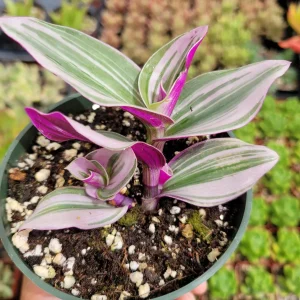 Tradescantia Nanouk Live Houseplant – Pink Wandering Jew – Potted Indoor Plant - Image 5