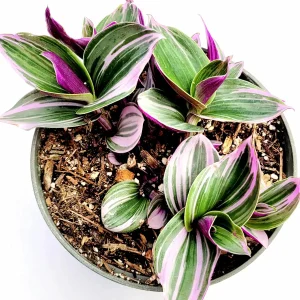 Tradescantia Nanouk Live Houseplant – Pink Wandering Jew – Potted Indoor Plant - Image 7