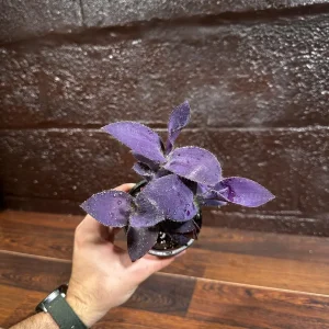 Tradescantia Nanouk Live Plant - Pink & Green Variegated Houseplant in Nursery Pot - Image 3