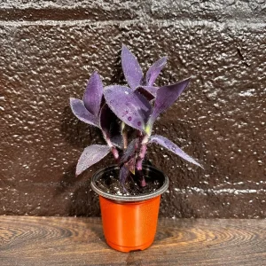 Tradescantia Nanouk Live Plant - Pink & Green Variegated Houseplant in Nursery Pot - Image 1