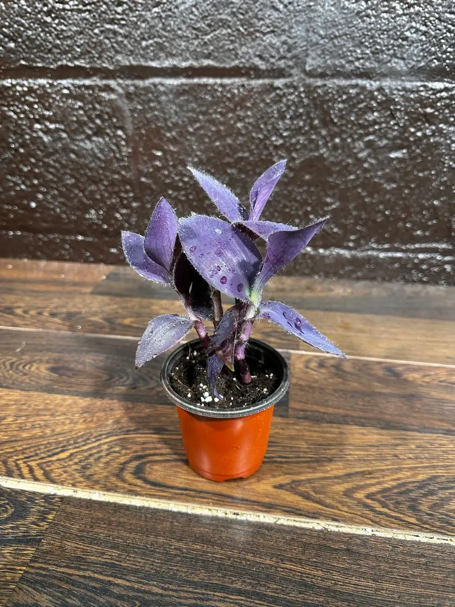 Tradescantia Nanouk Live Plant - Pink & Green Variegated Houseplant in Nursery Pot - Image 5