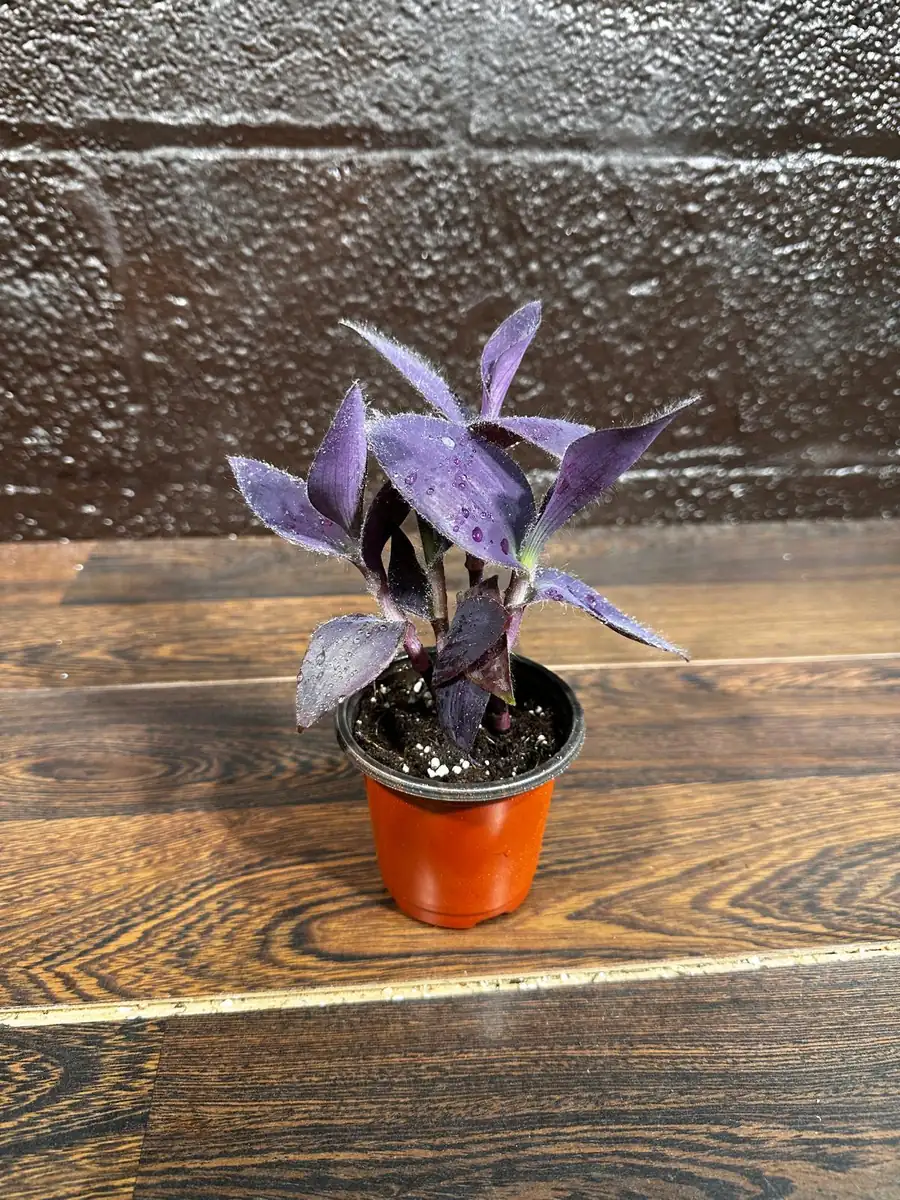 Tradescantia Nanouk Live Plant - Pink & Green Variegated Houseplant in Nursery Pot - Image 6