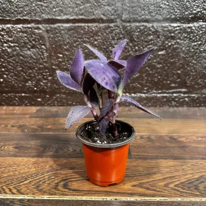 Tradescantia Nanouk Live Plant - Pink & Green Variegated Houseplant in Nursery Pot - Image 7