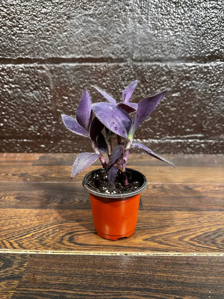 Tradescantia Nanouk Live Plant - Pink & Green Variegated Houseplant in Nursery Pot - Image 7