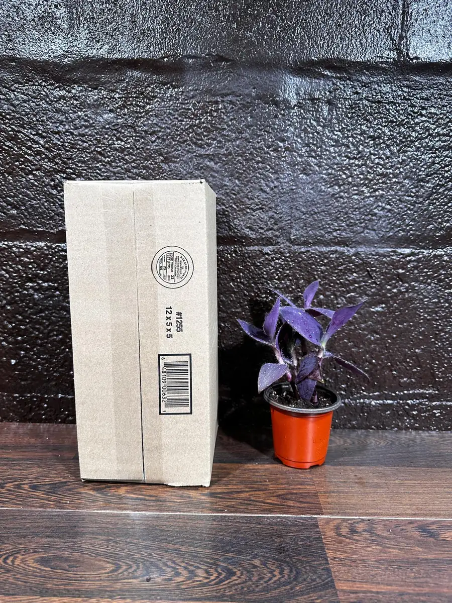 Tradescantia Nanouk Live Plant - Pink & Green Variegated Houseplant in Nursery Pot - Image 8