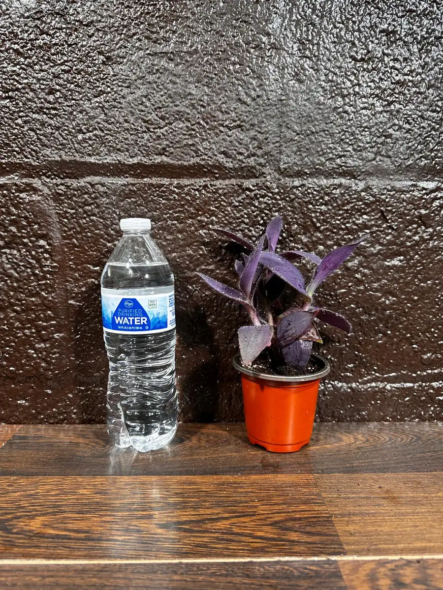 Tradescantia Nanouk Live Plant - Pink & Green Variegated Houseplant in Nursery Pot - Image 9