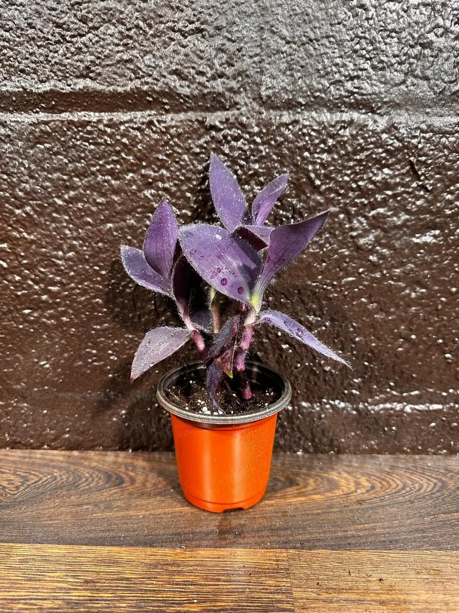 Tradescantia Nanouk Live Plant - Pink & Green Variegated Houseplant in Nursery Pot - Image 1