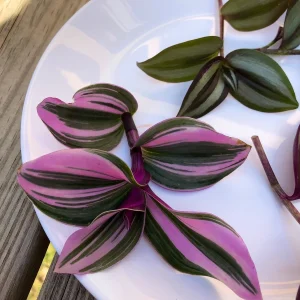 Tradescantia Nanouk & Wandering Jew Cuttings - 5 Live Cuttings Pack - Easy Care Indoor Vines - Image 2