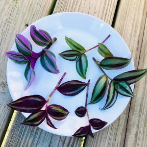 Tradescantia Nanouk & Wandering Jew Cuttings - 5 Live Cuttings Pack - Easy Care Indoor Vines - Image 1