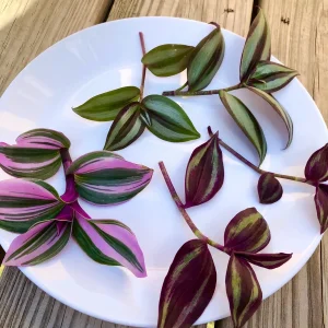 Tradescantia Nanouk & Wandering Jew Cuttings - 5 Live Cuttings Pack - Easy Care Indoor Vines - Image 5