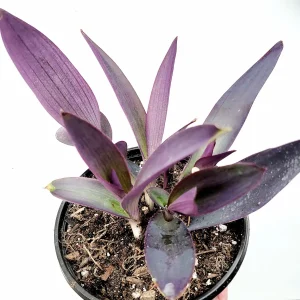 Tradescantia pallida 'Kartuz Giant' Purple Heart Succulent Live Plant - Image 3