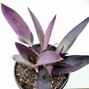 Tradescantia pallida 'Kartuz Giant' Purple Heart Succulent Live Plant - Image 4