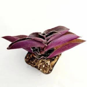 Tradescantia pallida 'Purple Heart' Wandering Dude Live Succulent Plant - Easy Care - Image 4