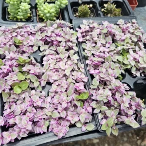 Tradescantia Pink Paradise Live Plant - 2 Inch Pot - Variegated Inch Plant - Image 2
