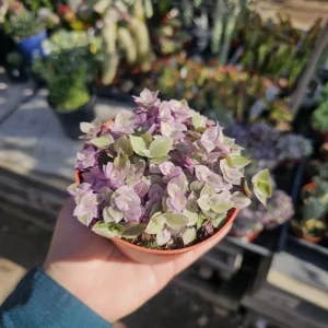 Tradescantia Pink Paradise Live Plant - 2 Inch Pot - Variegated Inch Plant - Image 4