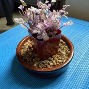 Tradescantia Pink Paradise Live Plant - 4