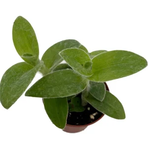 Tradescantia sillamontana Live Plant - Fuzzy Spiderwort, 2.5" Pot - Image 1