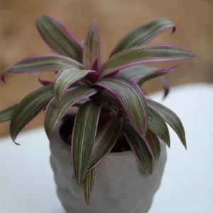 Tradescantia Spathacea Tricolor Live Plant - Moses in the Cradle Houseplant - Image 2