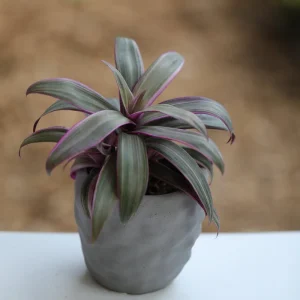 Tradescantia Spathacea Tricolor Live Plant - Moses in the Cradle Houseplant - Image 4