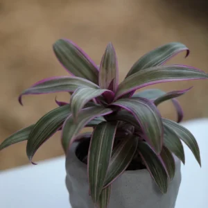 Tradescantia Spathacea Tricolor Live Plant - Moses in the Cradle Houseplant - Image 6