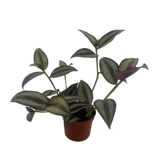 Tradescantia Sterling Silver Live Plant - Purple & Silver, 2.5" Pot - Image 2