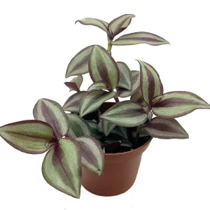 Tradescantia Sterling Silver Live Plant - Purple & Silver, 2.5" Pot - Image 1