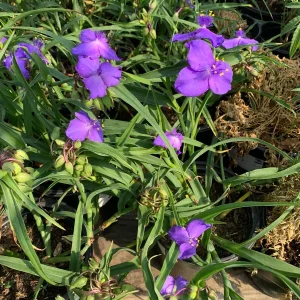 Tradescantia Virginia Purple Spiderwort Live Plant – 1 ft Tall in 6" Pot – Outdoor Flower - Image 1